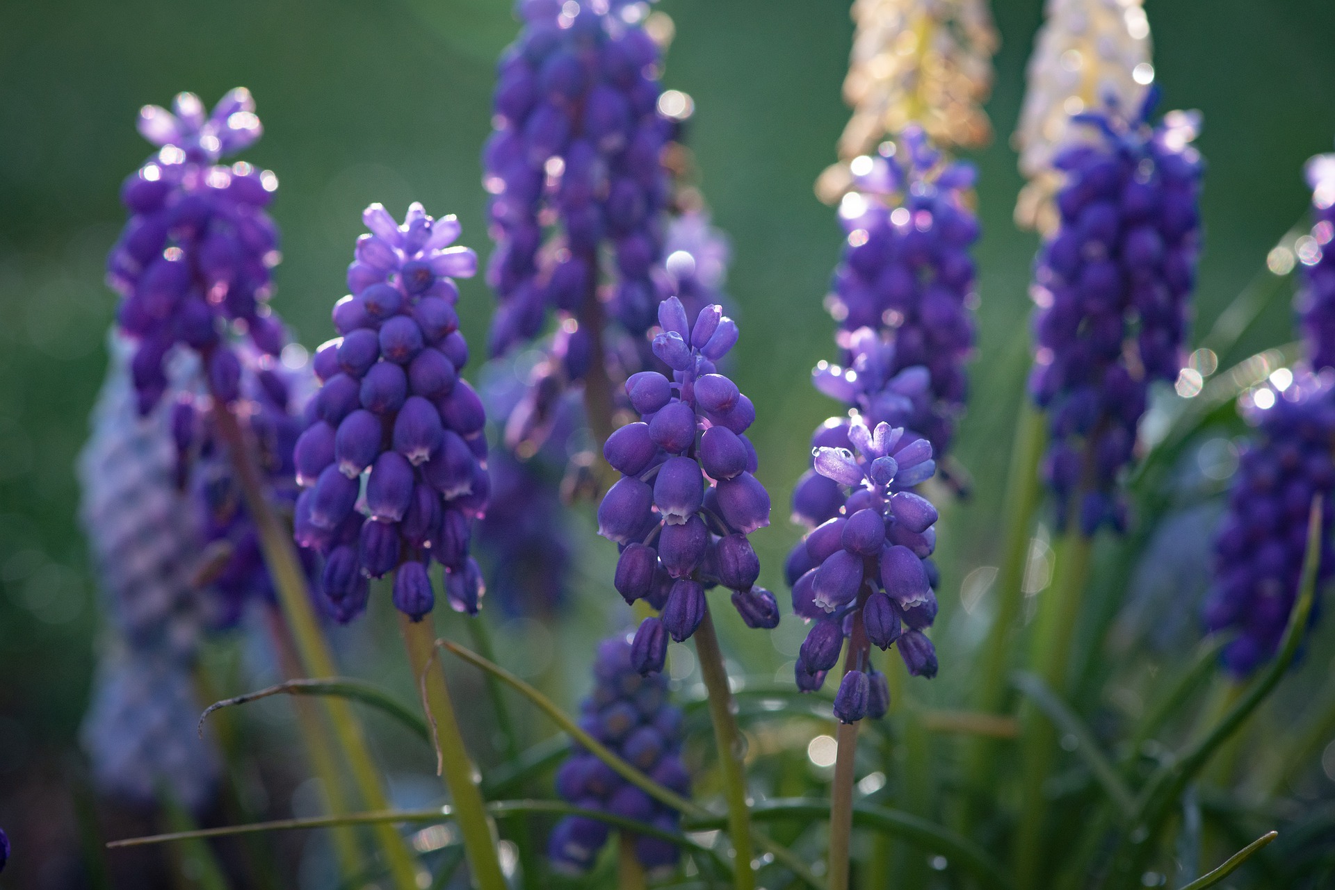 Plantations en MS Violet